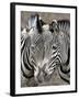 Sebras on Earth Day, Franklin Park Zoo, Boston, Massachussets-Michael Dwyer-Framed Photographic Print