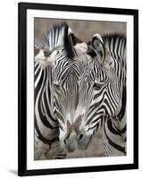 Sebras on Earth Day, Franklin Park Zoo, Boston, Massachussets-Michael Dwyer-Framed Photographic Print