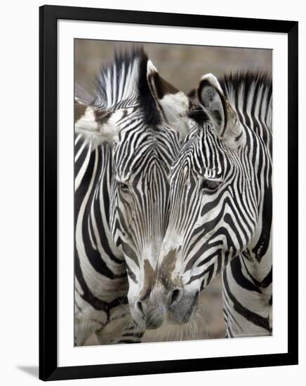 Sebras on Earth Day, Franklin Park Zoo, Boston, Massachussets-Michael Dwyer-Framed Photographic Print