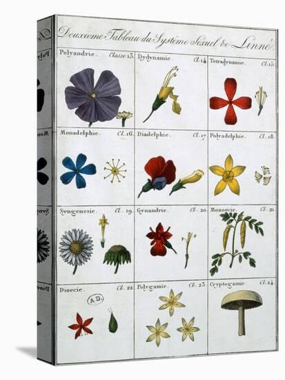 Second Table of the Linnean Plant Sexual System-Carl Linnaeus-Stretched Canvas