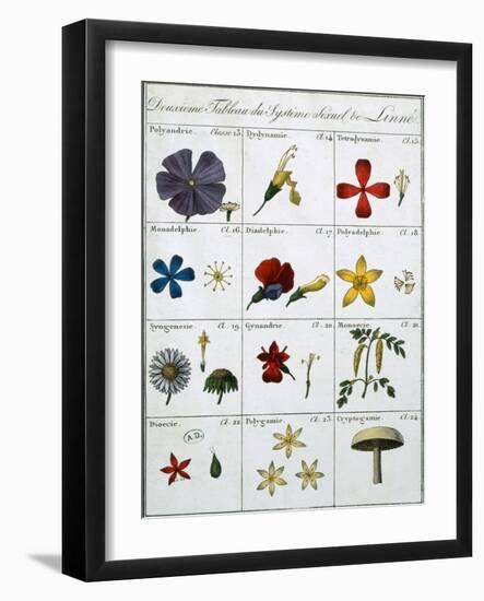 Second Table of the Linnean Plant Sexual System-Carl Linnaeus-Framed Giclee Print