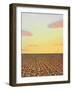 Second Year Cotton-James W. Johnson-Framed Giclee Print