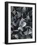 Secret 10-Design Fabrikken-Framed Photographic Print