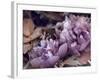 Secret 14-Design Fabrikken-Framed Photographic Print