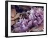 Secret 14-Design Fabrikken-Framed Photographic Print