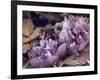 Secret 14-Design Fabrikken-Framed Photographic Print