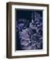 Secret 15-Design Fabrikken-Framed Photographic Print