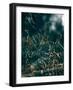 Secret 1-Design Fabrikken-Framed Photographic Print