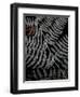 Secret 6-Design Fabrikken-Framed Photographic Print