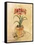 Secret Amaryllis I-Cheri Blum-Framed Stretched Canvas