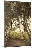 Secret Garden I-Karyn Millet-Mounted Photographic Print