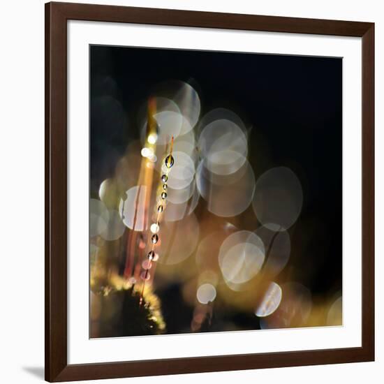 Secret Garden-Ursula Abresch-Framed Photographic Print