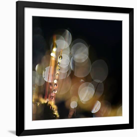 Secret Garden-Ursula Abresch-Framed Photographic Print