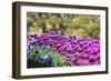 Secret Garden-Incredi-Framed Giclee Print