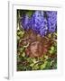 Secret Garden-Tina Lavoie-Framed Giclee Print