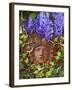 Secret Garden-Tina Lavoie-Framed Giclee Print