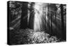 Secret Journey, Light in the Darkness, Redwood Forest California-Vincent James-Stretched Canvas