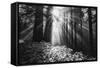 Secret Journey, Light in the Darkness, Redwood Forest California-Vincent James-Framed Stretched Canvas