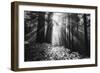 Secret Journey, Light in the Darkness, Redwood Forest California-Vincent James-Framed Photographic Print