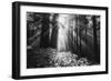 Secret Journey, Light in the Darkness, Redwood Forest California-Vincent James-Framed Photographic Print