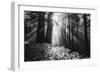 Secret Journey, Light in the Darkness, Redwood Forest California-Vincent James-Framed Photographic Print