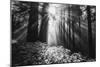 Secret Journey, Light in the Darkness, Redwood Forest California-Vincent James-Mounted Photographic Print