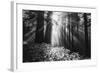 Secret Journey, Light in the Darkness, Redwood Forest California-Vincent James-Framed Photographic Print