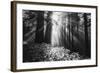 Secret Journey, Light in the Darkness, Redwood Forest California-Vincent James-Framed Photographic Print