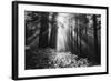 Secret Journey, Light in the Darkness, Redwood Forest California-Vincent James-Framed Photographic Print