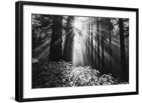 Secret Journey, Light in the Darkness, Redwood Forest California-Vincent James-Framed Photographic Print