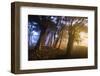 Secret Pass and Presidio Trees, San Francisco Coast-Vincent James-Framed Photographic Print