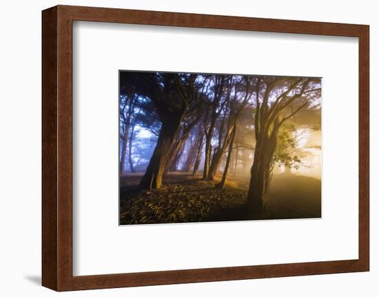 Secret Pass and Presidio Trees, San Francisco Coast-Vincent James-Framed Photographic Print