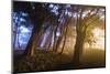 Secret Pass and Presidio Trees, San Francisco Coast-Vincent James-Mounted Photographic Print