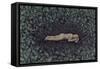 Secret Place 1, 2009-Evelyn Williams-Framed Stretched Canvas