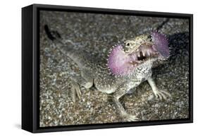 Secret Toad-Headed Agama-Andrey Zvoznikov-Framed Stretched Canvas