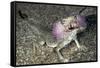 Secret Toad-Headed Agama-Andrey Zvoznikov-Framed Stretched Canvas