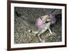 Secret Toad-Headed Agama-Andrey Zvoznikov-Framed Photographic Print