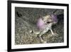 Secret Toad-Headed Agama-Andrey Zvoznikov-Framed Photographic Print