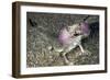 Secret Toad-Headed Agama-Andrey Zvoznikov-Framed Photographic Print