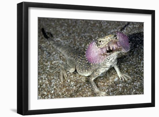 Secret Toad-Headed Agama-Andrey Zvoznikov-Framed Photographic Print