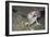 Secret Toad-Headed Agama-Andrey Zvoznikov-Framed Photographic Print