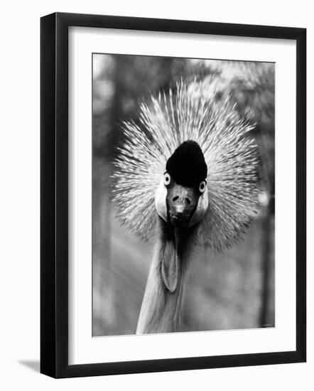 Secretary Bird, Bird of Prey-null-Framed Photographic Print