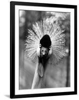 Secretary Bird, Bird of Prey-null-Framed Photographic Print