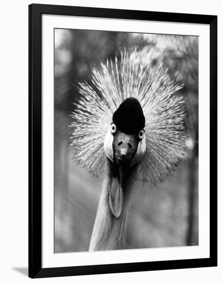 Secretary Bird, Bird of Prey-null-Framed Photographic Print