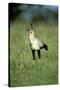 Secretary Bird Maasai Mara National Reserve-null-Stretched Canvas