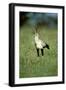 Secretary Bird Maasai Mara National Reserve-null-Framed Photographic Print