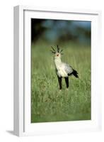 Secretary Bird Maasai Mara National Reserve-null-Framed Photographic Print