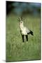 Secretary Bird Maasai Mara National Reserve-null-Mounted Photographic Print