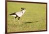 Secretary bird, Masai Mara, Kenya, East Africa, Africa-Karen Deakin-Framed Photographic Print