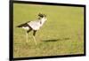 Secretary bird, Masai Mara, Kenya, East Africa, Africa-Karen Deakin-Framed Photographic Print